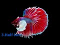 Top 5 Most Beautiful Betta Fish in the World  Betta fish Breeding Most Beautiful