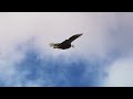 Soaring | Relaxing Meditation Music for Stress & Anxiety Relief