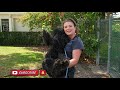 Owning a Standard Poodle? | The Worlds most BEAUTIFUL Dog!