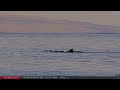 Feb 11, 2024: Wow! Kayakers get front row experience with Humpbacks in Maui, Hawaii