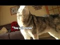 Husky Keeps Trying To PUSH His NAN Off Her Seat!