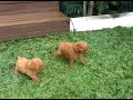 CUTE! 45-Days-Old Toy Poodle Puppies Running & Playing