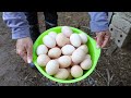 How To Grow Sprouted Rice As Feed For Egg Laying Chickens