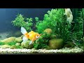 Goldfish Planted Aquarium (No CO2) & 5 Months After