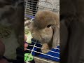 My Holland lop bunny eating Lettuce