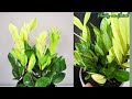Planta ZZ ¿Te gustan las ZAMIOCULCAS? ¡Mira este video!| ZZ Plant| Día 11