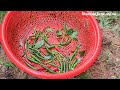 salting and fermenting bamboo shoots and fresh chili. Specialties of mountain people (EP198)