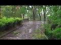 Calming rain sound on a quiet forest path, ASMR for insomnia and sleep, comfortable rain sound