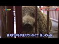 [サイエンスZERO]【害獣】イノシシ 日本各地で激増中！ | 被害を激減させる科学的対策とは？ | NHK