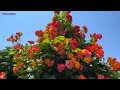 🇯🇵4K  京成バラ園 Keisei Rose Garden in JAPAN Most Beautiful 2022 ローズガーデン 薔薇園 植物園 バラ Keisei garden Flower