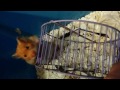 Hamster: Playtime (Part 2)