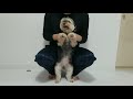 #shorts 函館名物イカ踊りをミックス犬が踊らされてみた🦑🎵