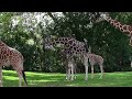 Zoo Miami, Baby Giraffe and the herd.