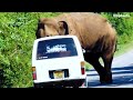Wild elephants stealing food from vehicles දැන් හරිනේ අමාරුව Elephant soul