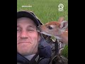 Man reunites injured baby deer with mom