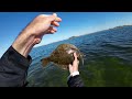 Shore Fishing for Limits+ of Winter Flounder with Sandworms and Gulp!