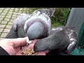 Pigeon Lap Party