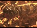 Checkered garter snake feeding