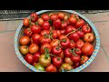 If you want to grow tomatoes, try this method, which is very simple and produces many fruits