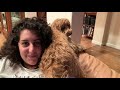 1 Year with a Mini-goldendoodle