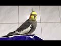 Cockatiel singing in the bathroom