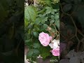 Incredible Roses 🌹#güller #розы  #ورود #flowers #цветы #rose  #beautiful #beautifulflowers #garden