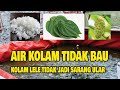 SELAMAT TINGGAL PAKAN PABRIKAN / Solusi Pakan Ternak Lele Protein Tinggi