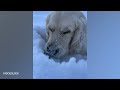 These Funniest Golden Retrievers will make you laugh all day Funny Dog 2023