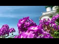 Relaxing Piano Music 🍀 Soft Piano Music 🍀 Piano Music For Stress Relief 🍀 Meditation Piano Music