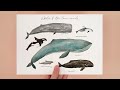 paint whales and dolphins with me 😁 Illustration tutorial. Procreate tips and tricks for beginners