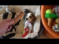 Sleepy beagle puppy doesn't want to wake up for a walk