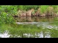 merganser duck and duckling