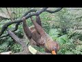 Linne's two-toed sloth/树懒