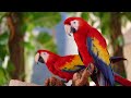 Vibrant Macaw Parrots in 4K & Relaxing Forest Ambience