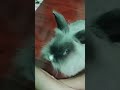 #rabbit #loverabbit  #bunny #lovebunny​  @love​ pet