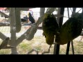 VIDEO0052  birds