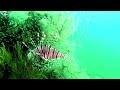 The Secret Underwater Paradise | Magical Reef: The Islands of the Four Kings | Documentary Central