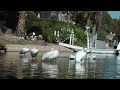 American White Pelicans