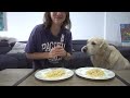 Funny TikTok Trends With My Golden Retriever | Dog reaction