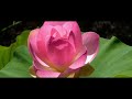 Lotus Pond (EXTENDED) - Aakash Gandhi