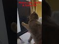 Johnny Cat catches Electric Mouse,  Playful Jessica & Johnny. Funny cats. #pets #cats #viral #funny