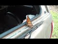 A monarch hatched from a crysalys in my vehicle.