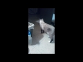 Cinnamon the cat plays fetch.