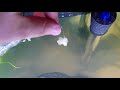 How to a Clean Cloudy Aquarium After Aquascaping &How to Stop Floating Plants From Sinking or Moving