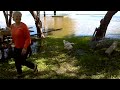 Helping a starving White Pelican