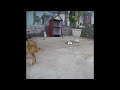 😹🐱 Funny Dog And Cat Videos 😘🙀 Funny Animal Moments 2024 # 17