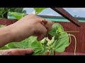 How To Make Plant Food