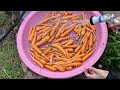 Reorganizing the mold after heavy rain, harvesting carrots, flipping sweet potatoes, etc