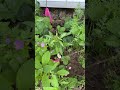 A quick tour and foxgloves blooming!