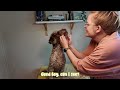 How beginners groom their Lagotto Romagnolo